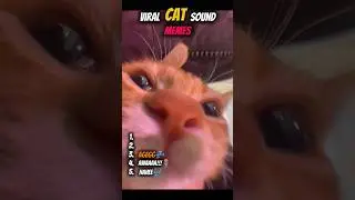 Viral Cat Sound Memes That Never Get Old😸🐾🐾#shorts#viral#cat