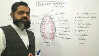 Phylum Porifera Urdu /Hindi medium @Prof. Masood Fuzail| Sponges | Structure of Sponges |