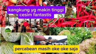 Percabean masih tetap oke.kangkung semakin tinggi cesim fantastis 