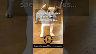 Dog Quote #shorts #quotes #dog