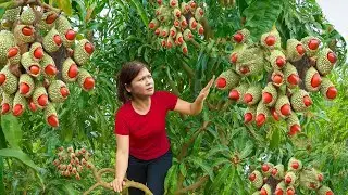 Countryside Life of a Woman: Harvesting Giant Macadamia Nut Go to Market Sell & Cooking in Village