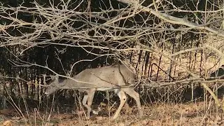 Deer having fun just laugh out load ||Sasa-pgm4681|| #deer #hiking #love #outdoors #wildlife