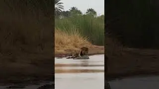 **Lion vs Crocodile: King of the Jungle Takes Down a Giant Reptile &ndash; Real Wildlife Footage**