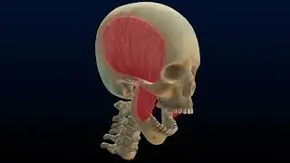 #Human 🍗#Humanbone #skull #skeleton #bobe #backbone 