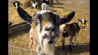 Compilation of 10-hour screaming goats