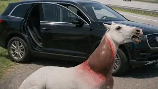 Heroic Rescue Awareness| Brave Herose Save Injuried Horse from Busy Highway