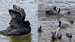 Coots : Their True Voice & Fun Playfulness