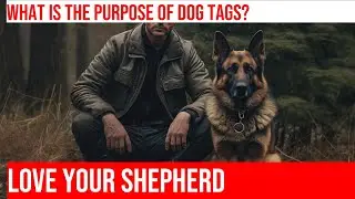 Teaching Your German Shepherd to Wear Their Dog Tag