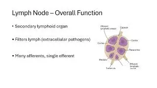 Immunology- Lymphoid structure USMLE