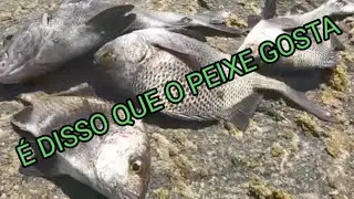 DESCUBRA O QUE OS PEIXES GOSTAM! NESTE V&Iacute;DEO, VAMOS EXPLORAR OS SEGREDOS PARA ATRAIR OS PEIXES 