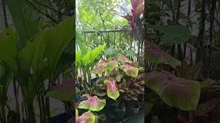 Caladium and Ti-Plant.  Background music cover by: Denz Gerongco #music #caladiums #plantmusic