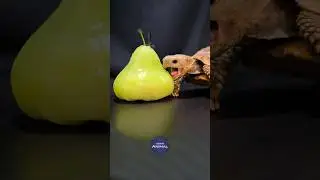 ASMR Mukbang Eating Bell Fruit 🔔 Turtle Tortoise