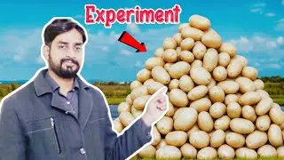 Potato Experiment 😂 | Funny Vlog with a Smart Business Idea 💡 | Saif Vlogs