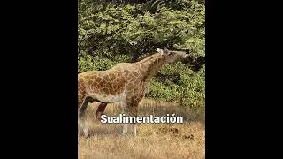 Samotherium #prehistoricanimals #prehistoricplanet #youtubeshorts #tiktok #megafauna #viral
