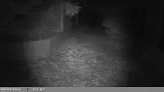 Trap Camera Captures Farms Cat (Felis catus) On 9 August 2025