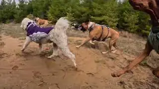 The World&rsquo;s Most Adventurous Dog Pack!