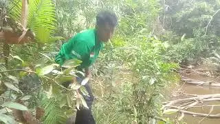 Mancing Toman di  hutan rimba Natuna kepulauan Riau 