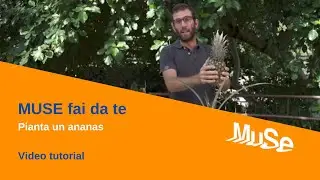DIY MUSE - Plant a Pineapple