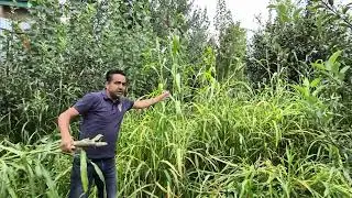 #MILLETS  