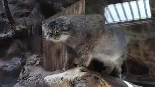 マヌルネコ親子のお食事（上野動物園）Pallas's Cat Baby & Mother Feeding Time