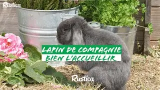 Comment bien accueillir un lapin de compagnie