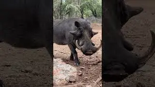Kasongo! 👑🐗 #animals #wow #wildlife