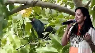 Cuckoo