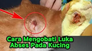 Cara Mengobati Luka Bolong (Abses) Pada Kucing