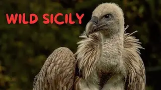 Wild Sicily - ENDEMIC Plants & RARE Wildlife