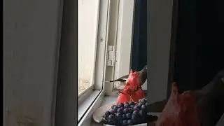 Meeting birds and fruits on the windowsill.. #shorts