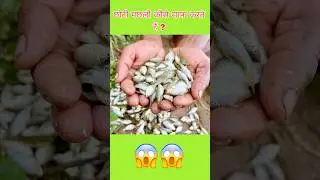 Machli ka shikar kasa karta hai || Asaan fishing tips || Fishing video #shortvideo #fishing #fish