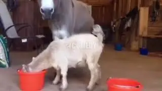 Funny goat Vs donkey fight/ Goat vs donkey fight/ Funny videos