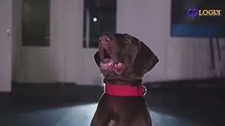 Logly 1 Minute Series Training your dog