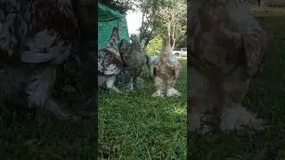 Blue Salmon brahma chicken #Shorts #viral #BrahmaChicken