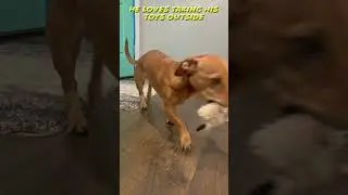 Chiweenie Runs Toys Outside