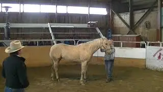 Head Shy Horse