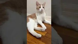 #cats #funnycats #cat #fypシ #fypシ゚viral #fypcats