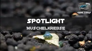 MUSCHELKREBSE SPOTLIGHT