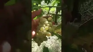 Grapes 🍇,Grape Farming, How To Grow Grapes, Sunderkhani Grapes Verity, Sultana C Seedless Grapes