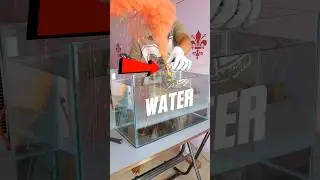 HOLI COLOUR SMOKE BOMB IN WATER #shorts