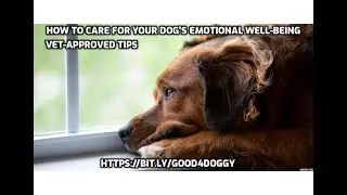 How to Care for Your Dog's Emotional Well Being &mdash; Vet Approved Tips