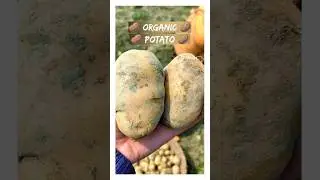 Organic Potato | Alu Kheti