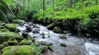 Soothing river sound beneath twilight trees supporting calm deep sleep and slow breathing