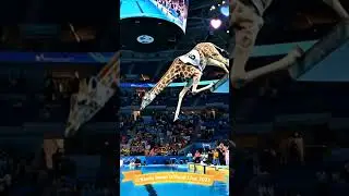 🦒 Giraffe #6 Takes the MOST ELEGANT Dive in Olympic History! 💦🎻✨