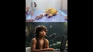 Asian Bullfrog With Many Big Mouse! Asian Bullfrog Live Feeding