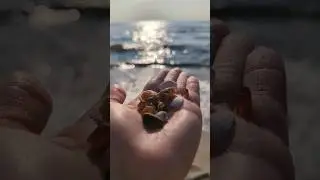 Baltic #sea Балтийское #море #amber #янтарь #лето