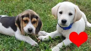 Beagle and Labrador puppies: A true  love