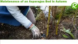 Proper Maintenance of an Asparagus Bed in Autumn**