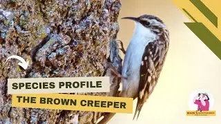 Species Profile: Brown Creeper