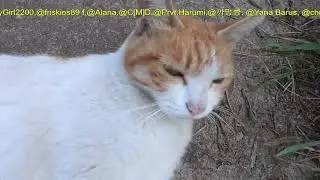 Правда о видео о спасении: бездомным кошкам приходится тяжелее, чем вы думаете